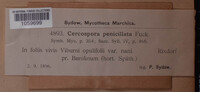 Passalora penicillata image